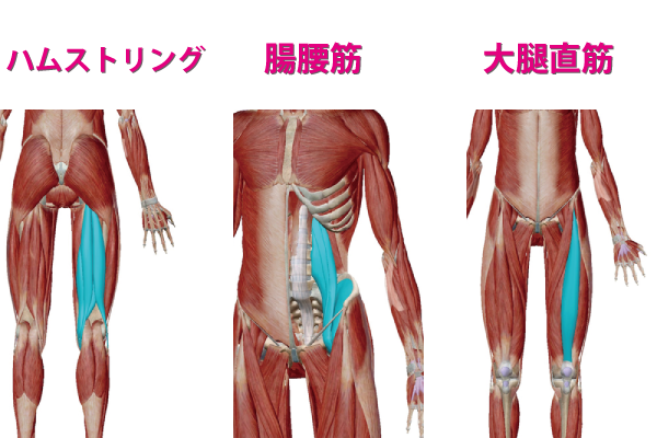太ももの筋肉であるハムストリングと腸腰筋と大腿直筋の画像