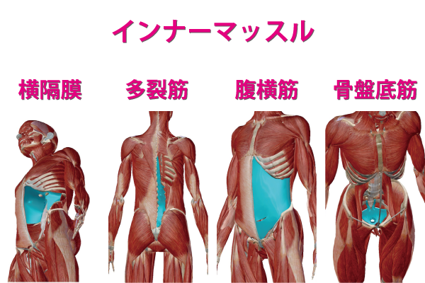 インナーマッスルを構成する横隔膜と多裂筋と腹横筋と骨盤底筋の画像