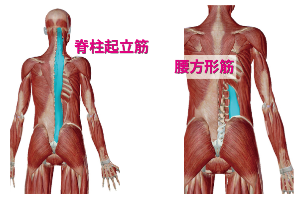 腰回りの筋肉である脊柱起立筋と腰方形筋の画像