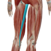 薄筋のデータ｜開脚の時に伸びる筋肉
