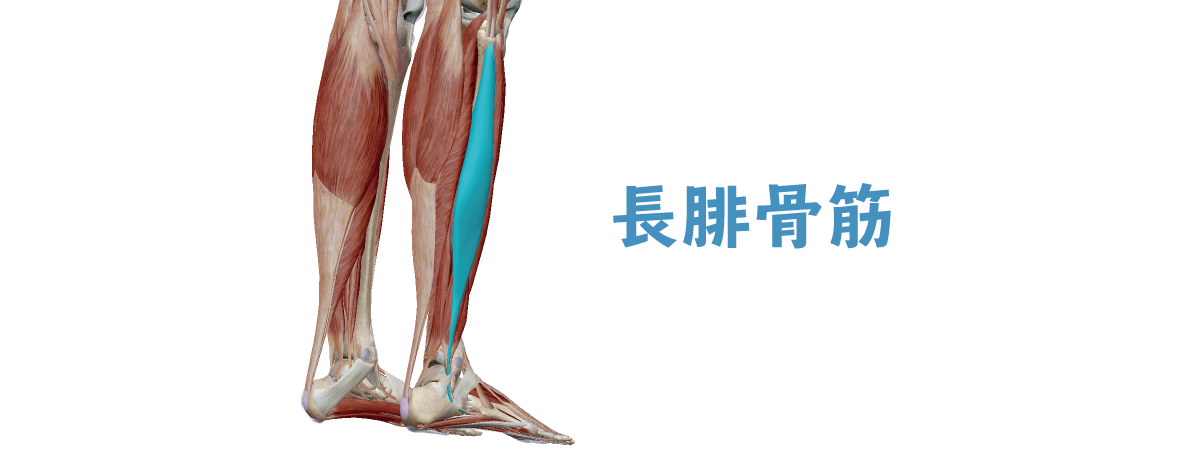 長腓骨筋のデータ 足裏のアーチや足首を支える筋肉 Shogo Koba Web